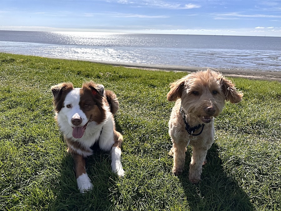 Auch unsere Wuffis hatten Spaß! - Enya und Merle konnten oft frei laufen und freuten sich auf die schöne Zeit an der frischen Luft.